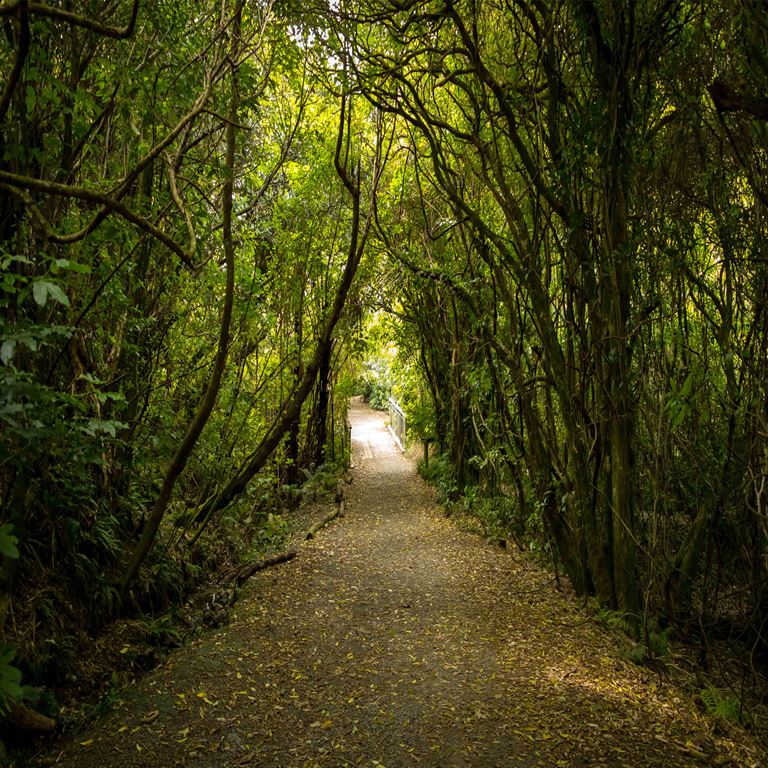 Enchanted Forest Path ( NAT 158 )
