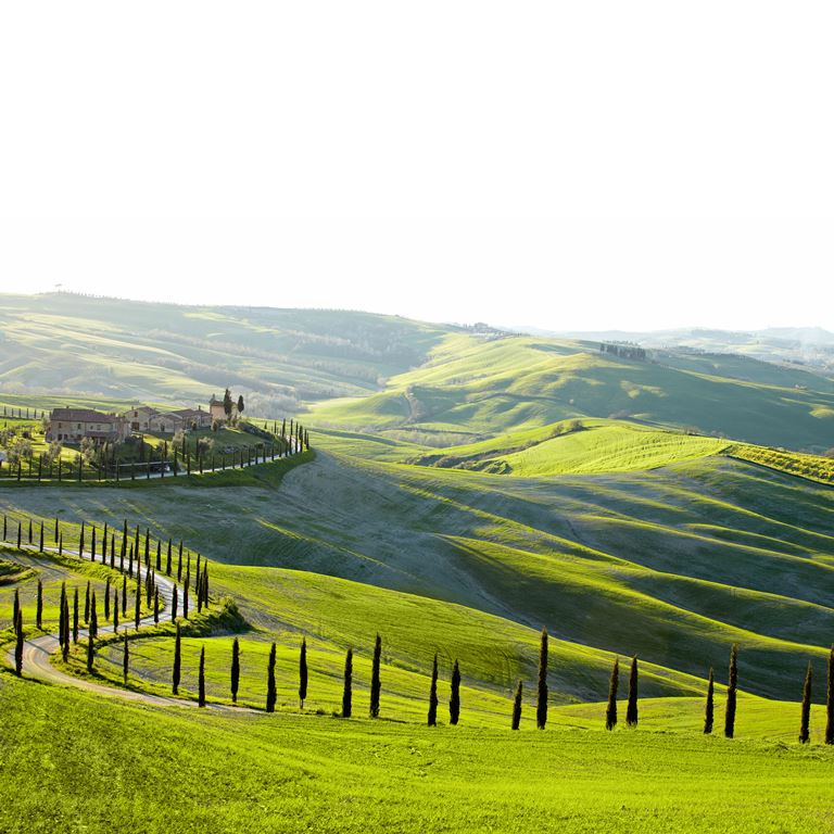 Tuscan Rolling Hills ( NAT 111 )
